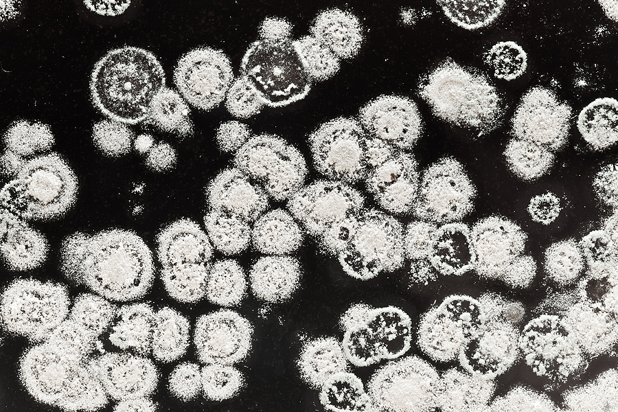 A closeup macro of mold growth in a home.